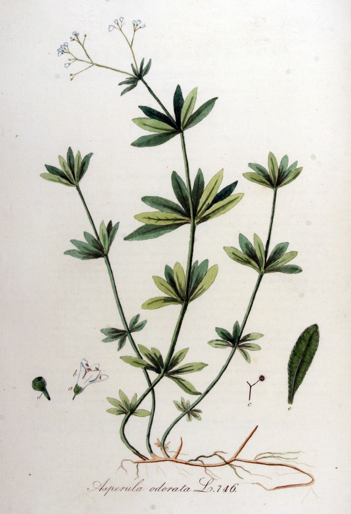 Woodruff