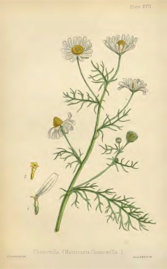 Chamomile