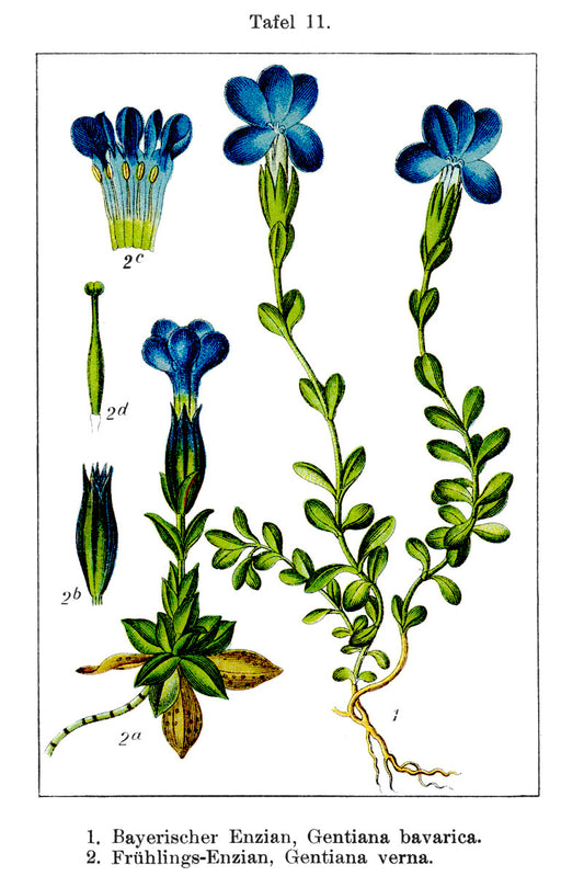 Gentian root