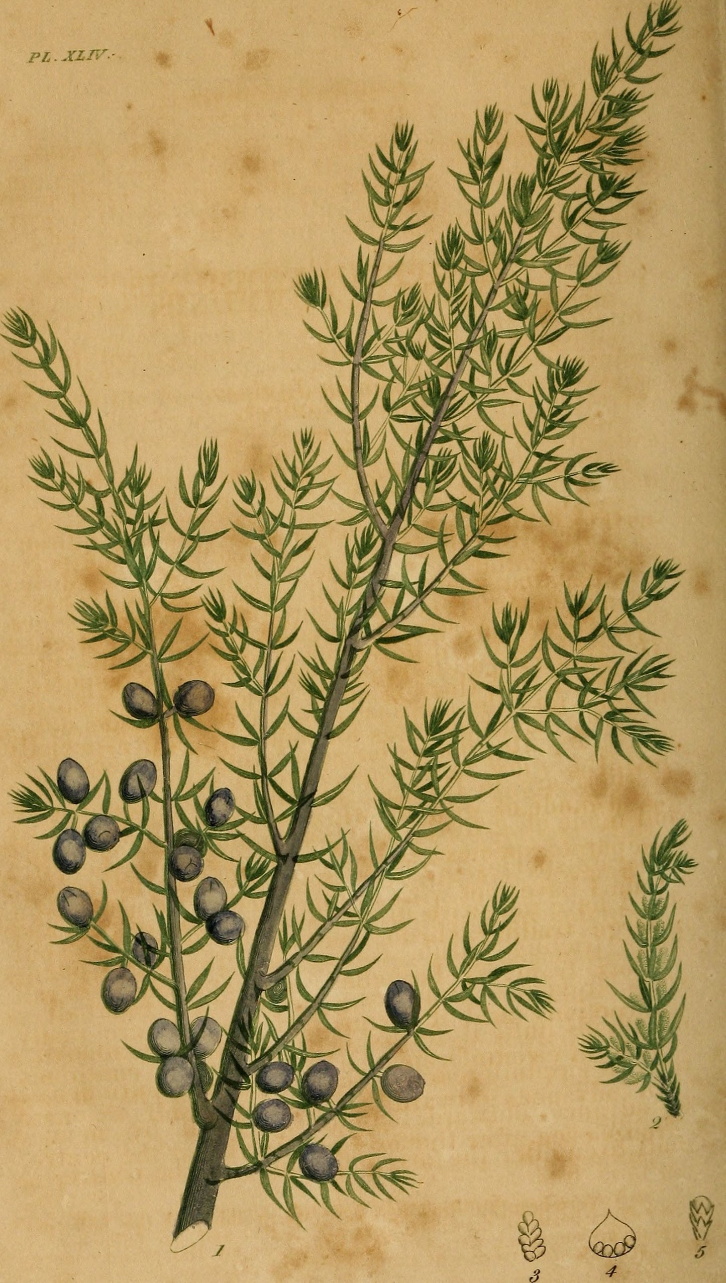 Juniper berries