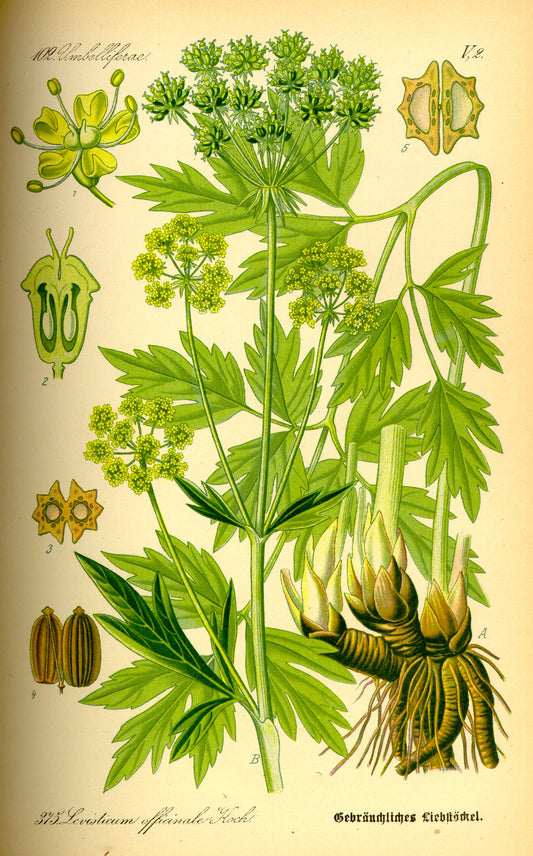 Lovage root