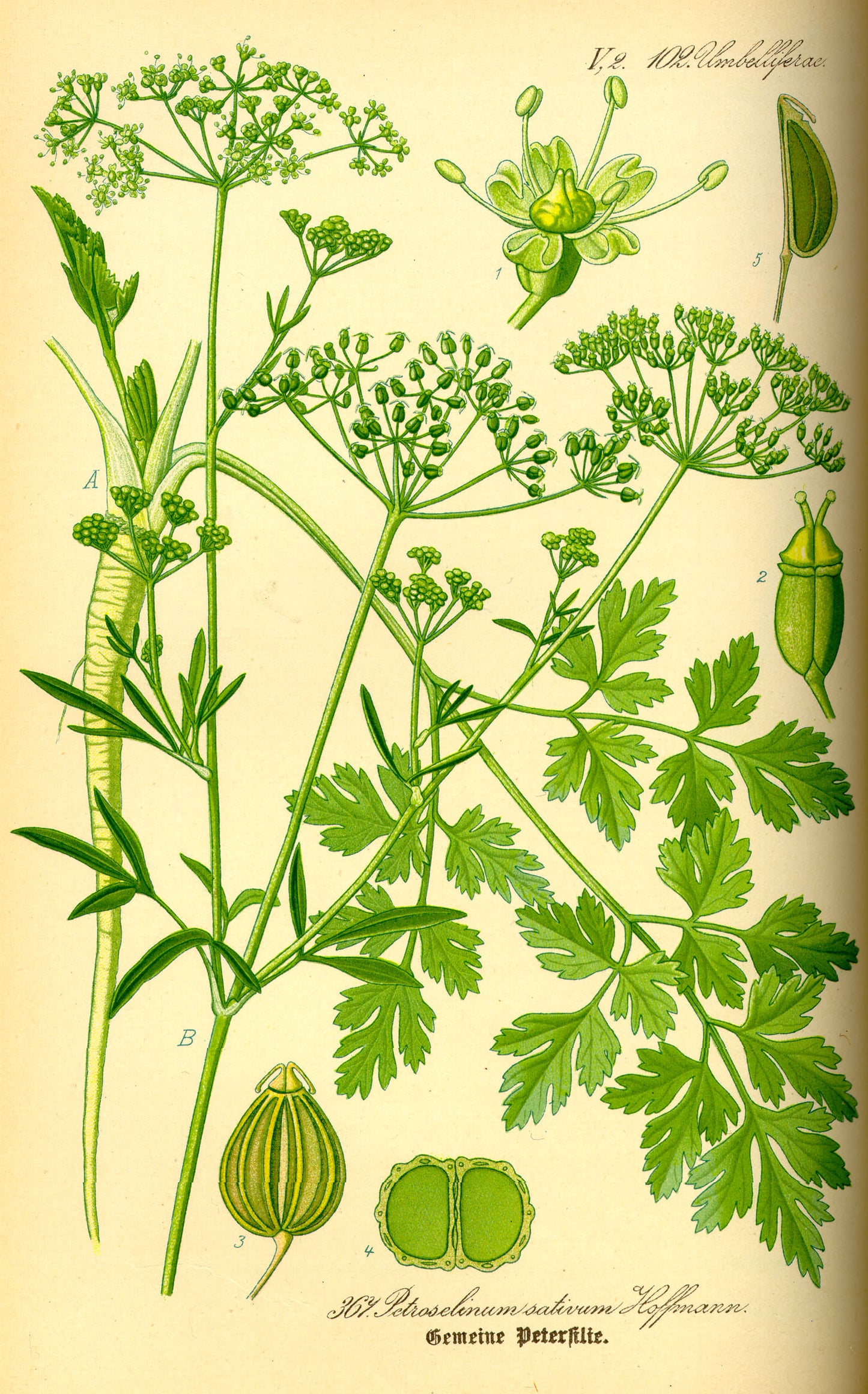 Parsley