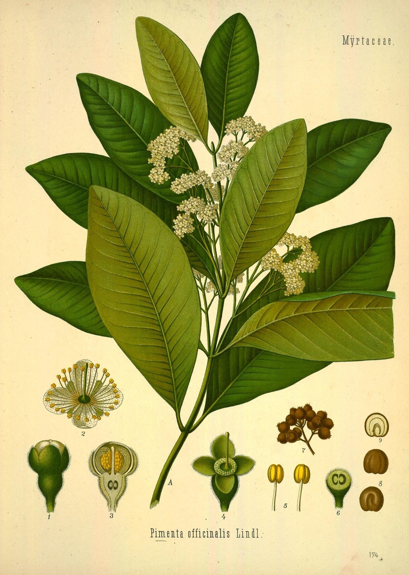 Allspice