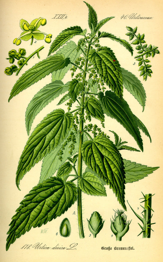 Nettles